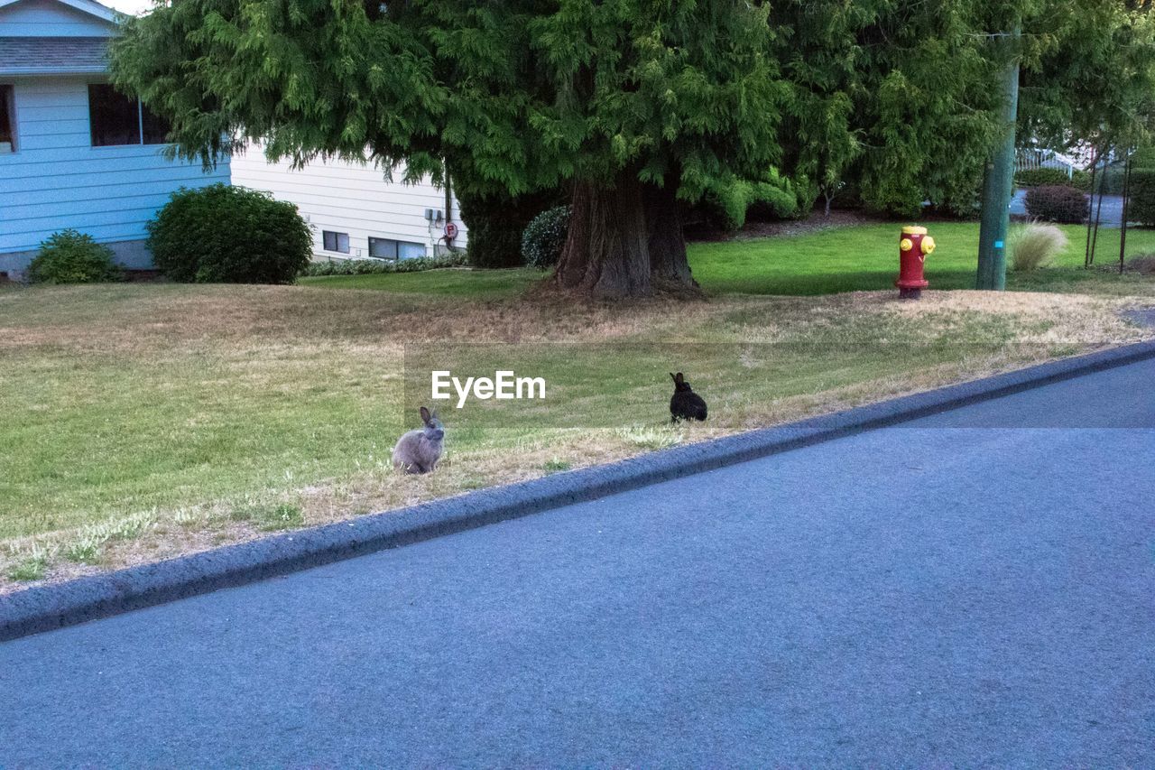 VIEW OF BIRDS PERCHING ON A TREE