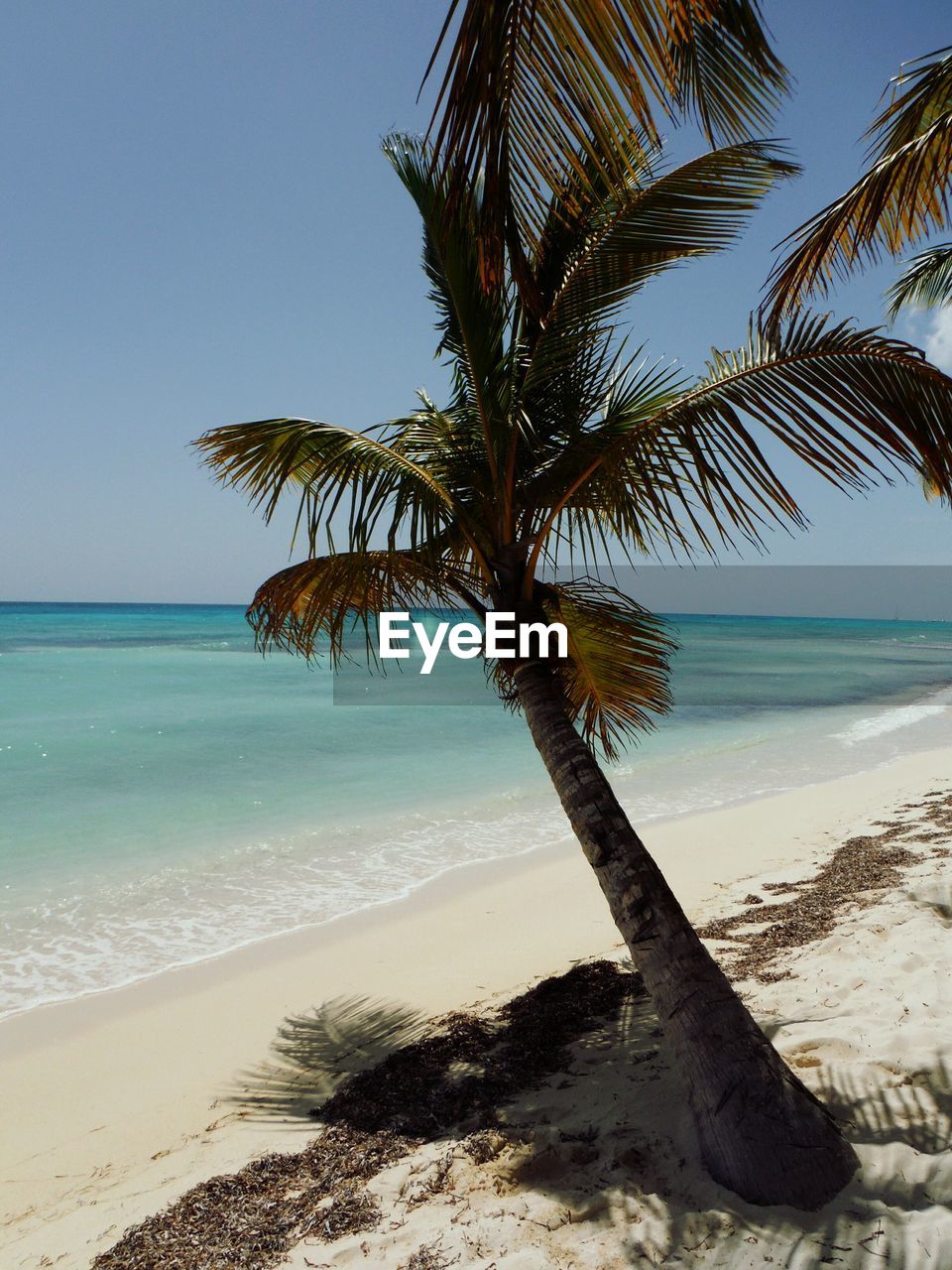 Coconut palm tree at beach against sky