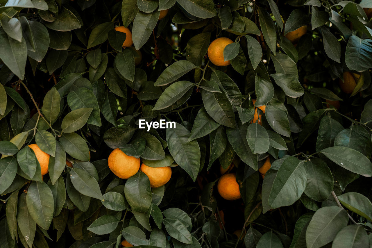 Close-up of orange fruits