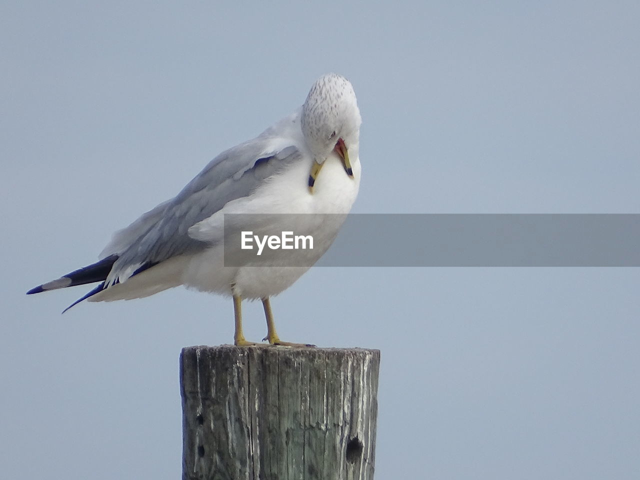 LOW ANGLE VIEW OF SEAGULL PERCHING ON WOODEN POST
