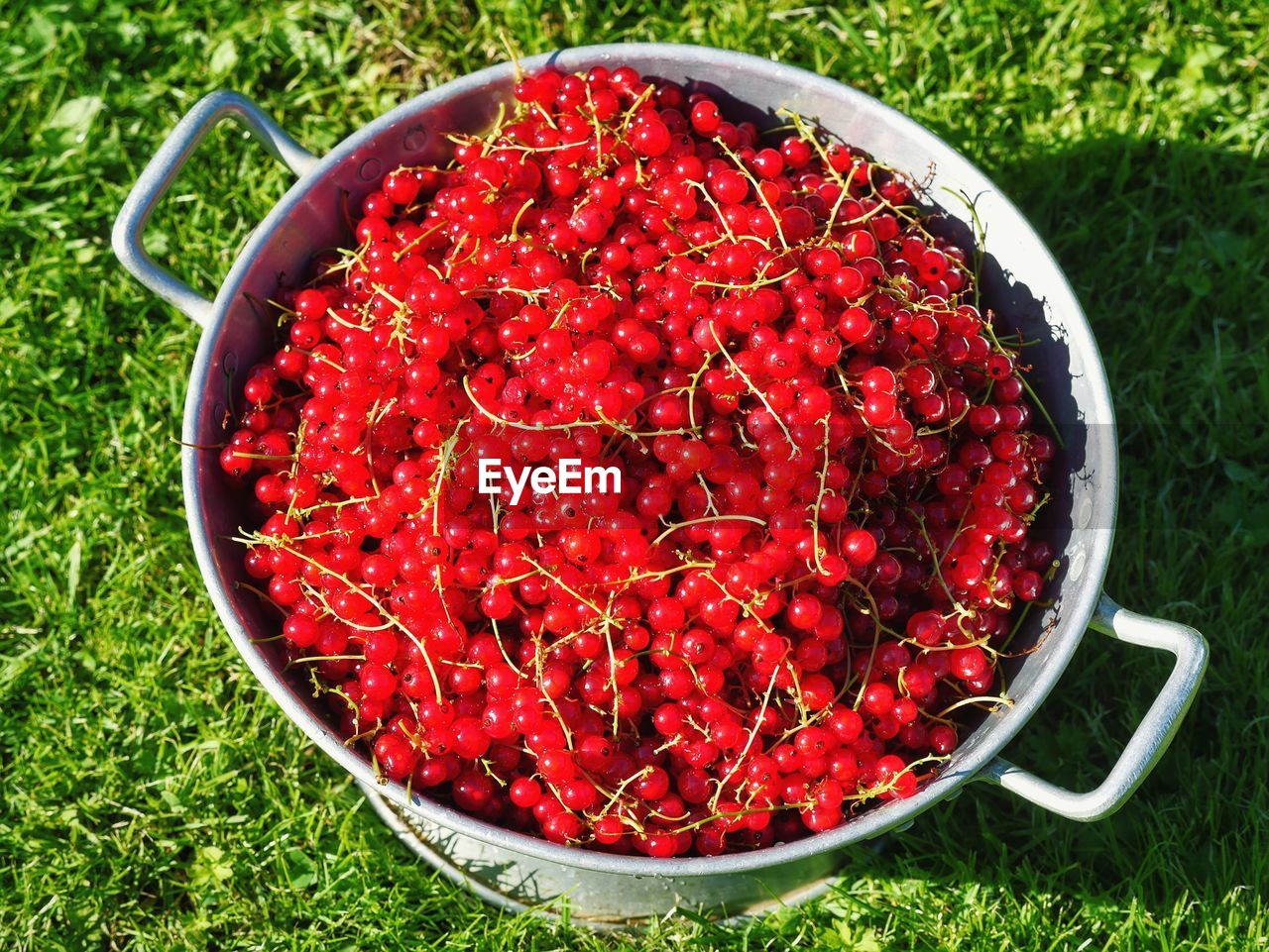 CLOSE-UP OF RED CHERRIES