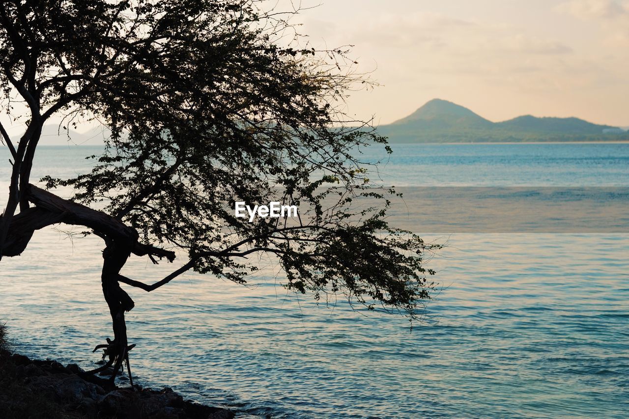 TREE ON SHORE AGAINST SKY