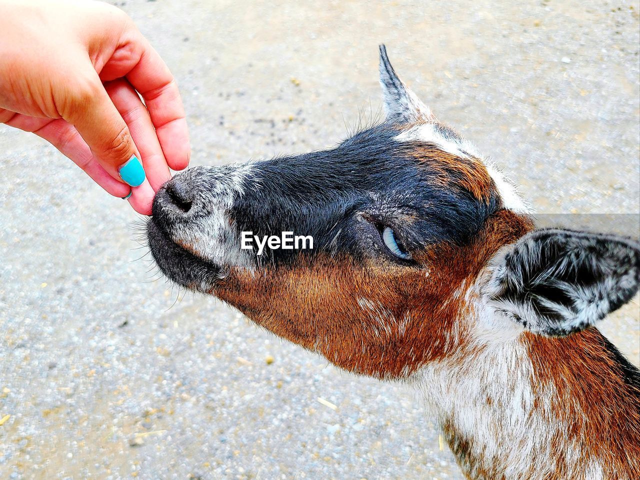 CLOSE-UP OF PERSON HAND HOLDING DOG