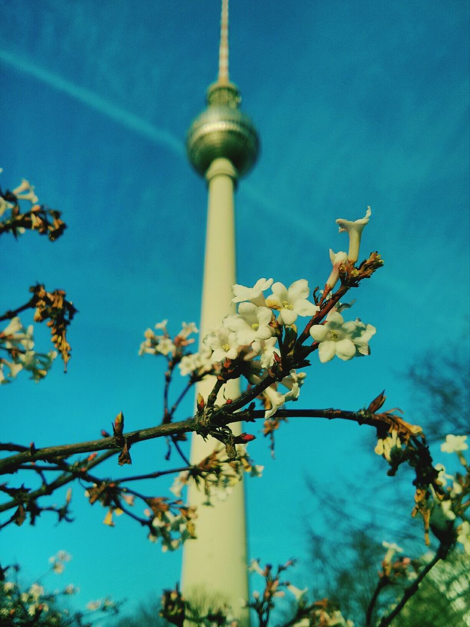 Branch with flowers against communication tower