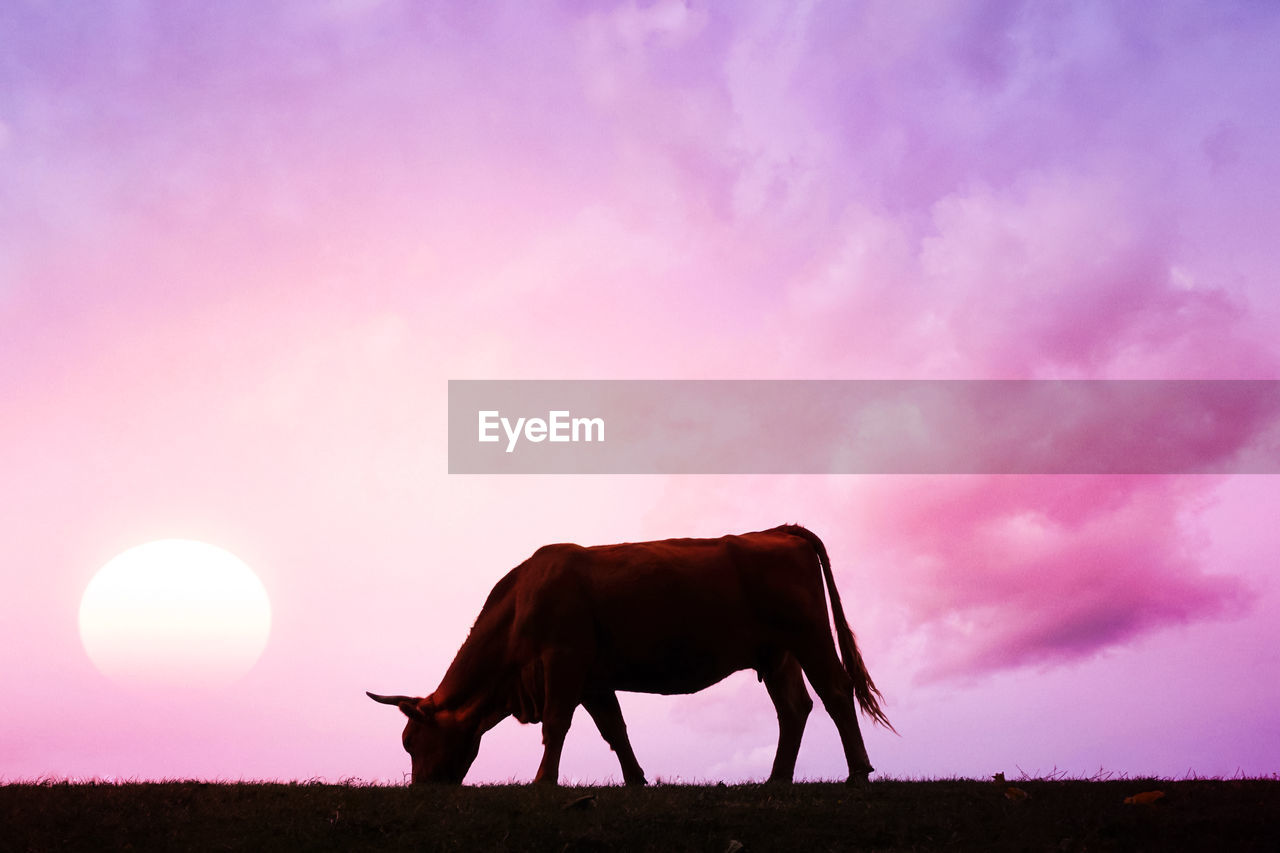 animal, animal themes, mammal, sky, animal wildlife, domestic animals, sunset, pink, landscape, nature, livestock, one animal, silhouette, environment, agriculture, cloud, wildlife, beauty in nature, no people, field, side view, rural scene, bull, land, dusk, grass, outdoors, full length, grassland, plant, purple, cattle, plain, twilight, sun, standing, back lit, pet, grazing