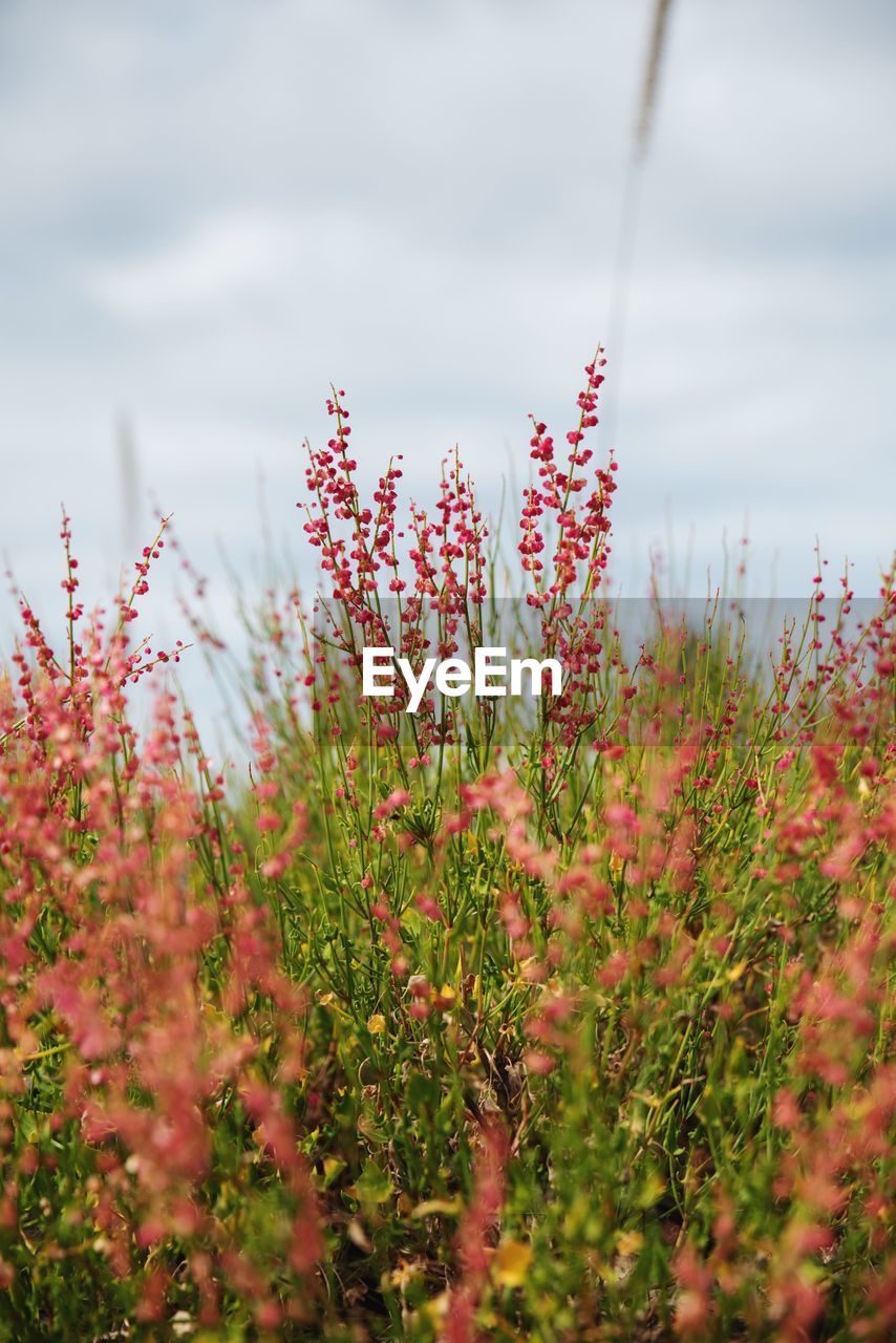 Close-up of flowering plants on field against sky