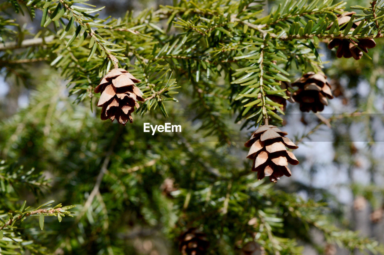 CLOSE-UP OF BUTTERFLY ON PINE CONE IN PARK