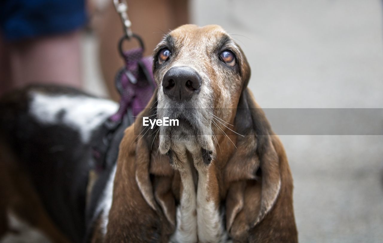 CLOSE-UP PORTRAIT OF DOG WITH MOUTH OUTDOORS