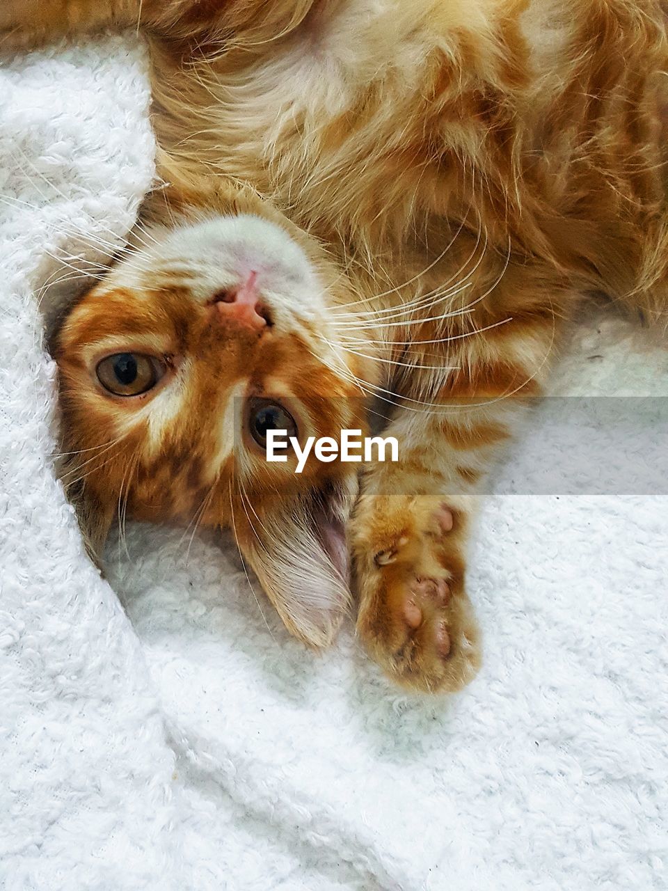 High angle portrait of ginger cat lying on bed at home