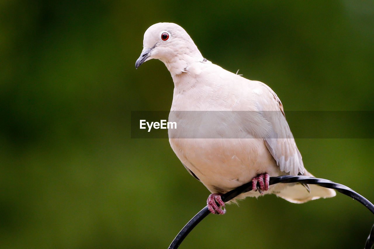 Close-up of bird perching outdoors