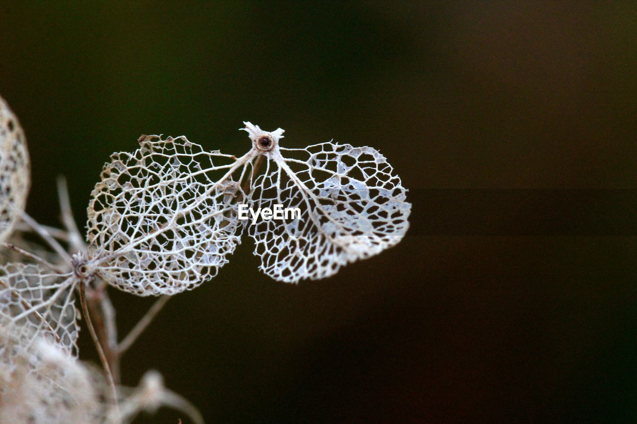 CLOSE-UP OF SPIDER IN WEB