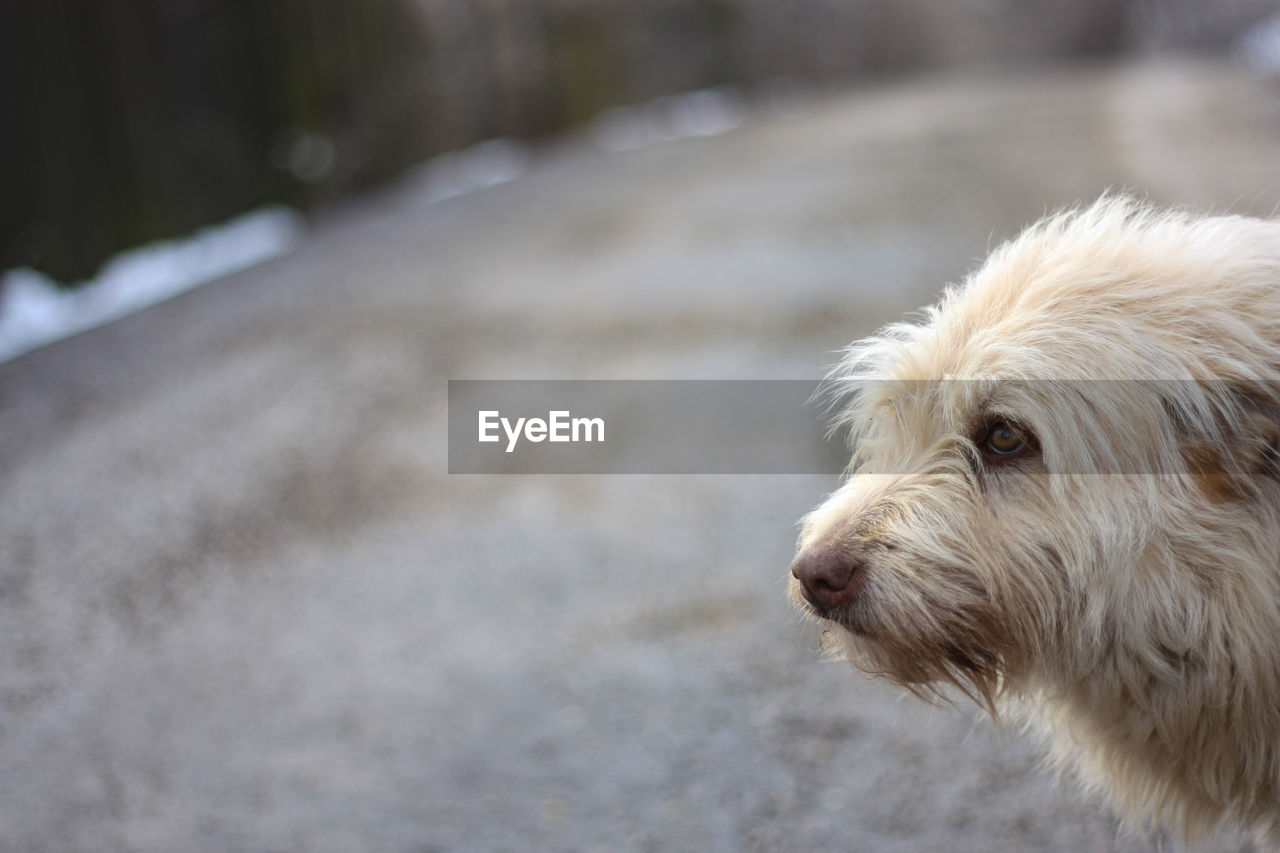 CLOSE-UP OF DOG IN PARK