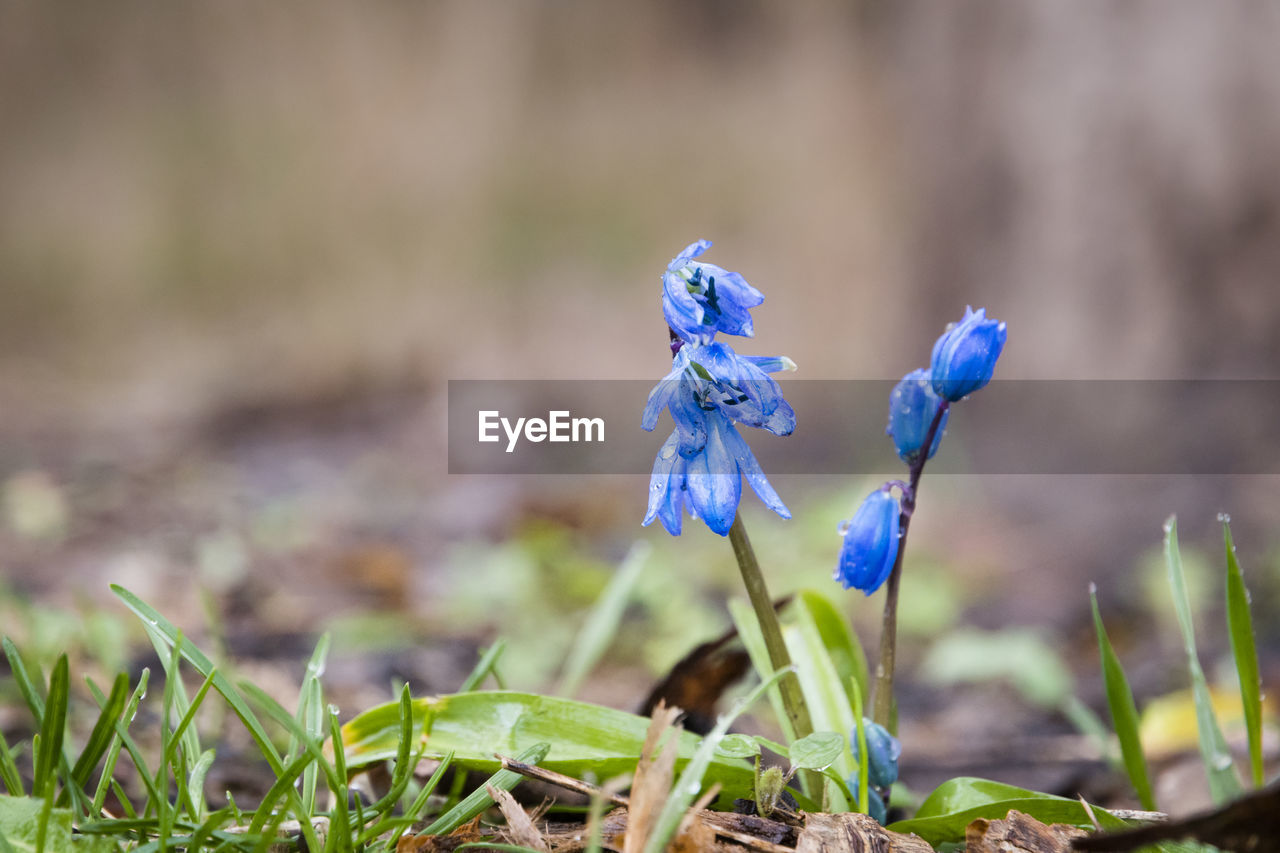 Close-up of purple flowers blooming outdoors