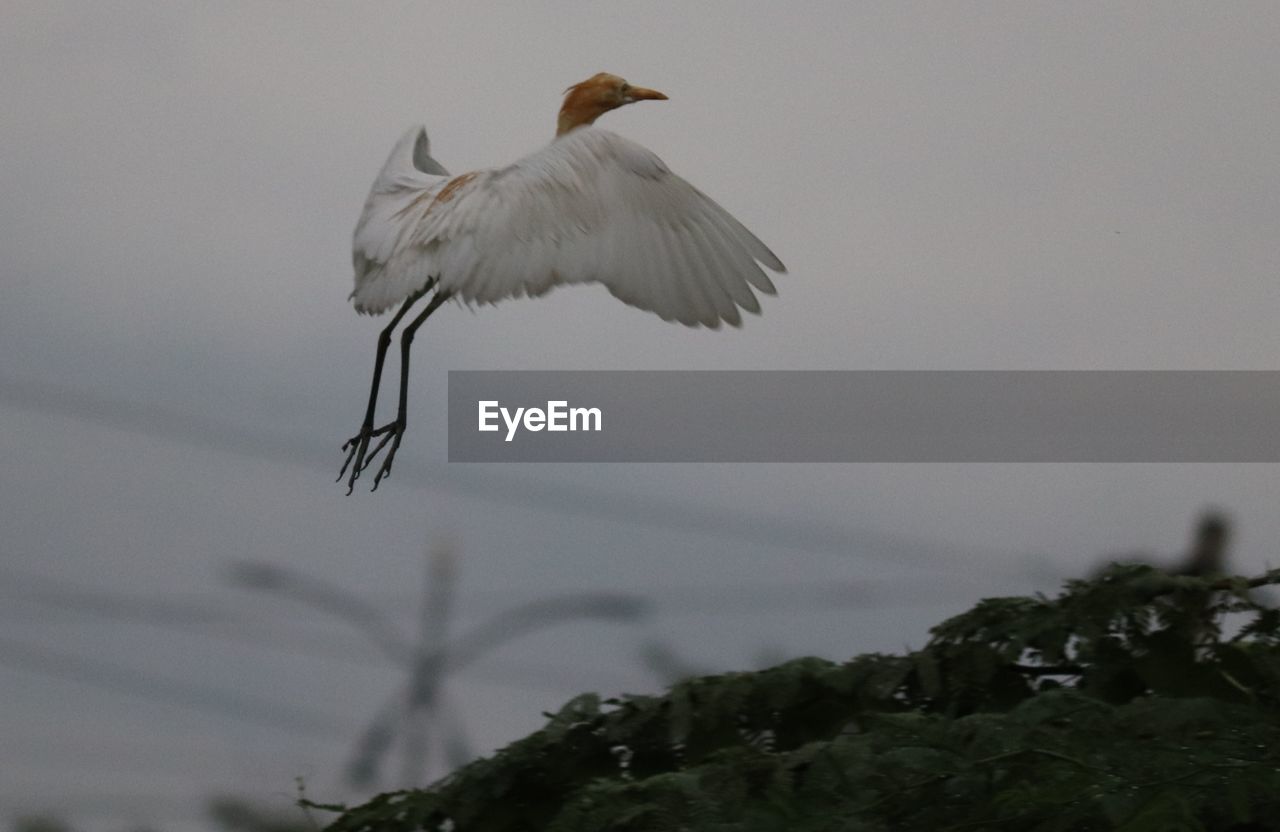 LOW ANGLE VIEW OF EAGLE FLYING