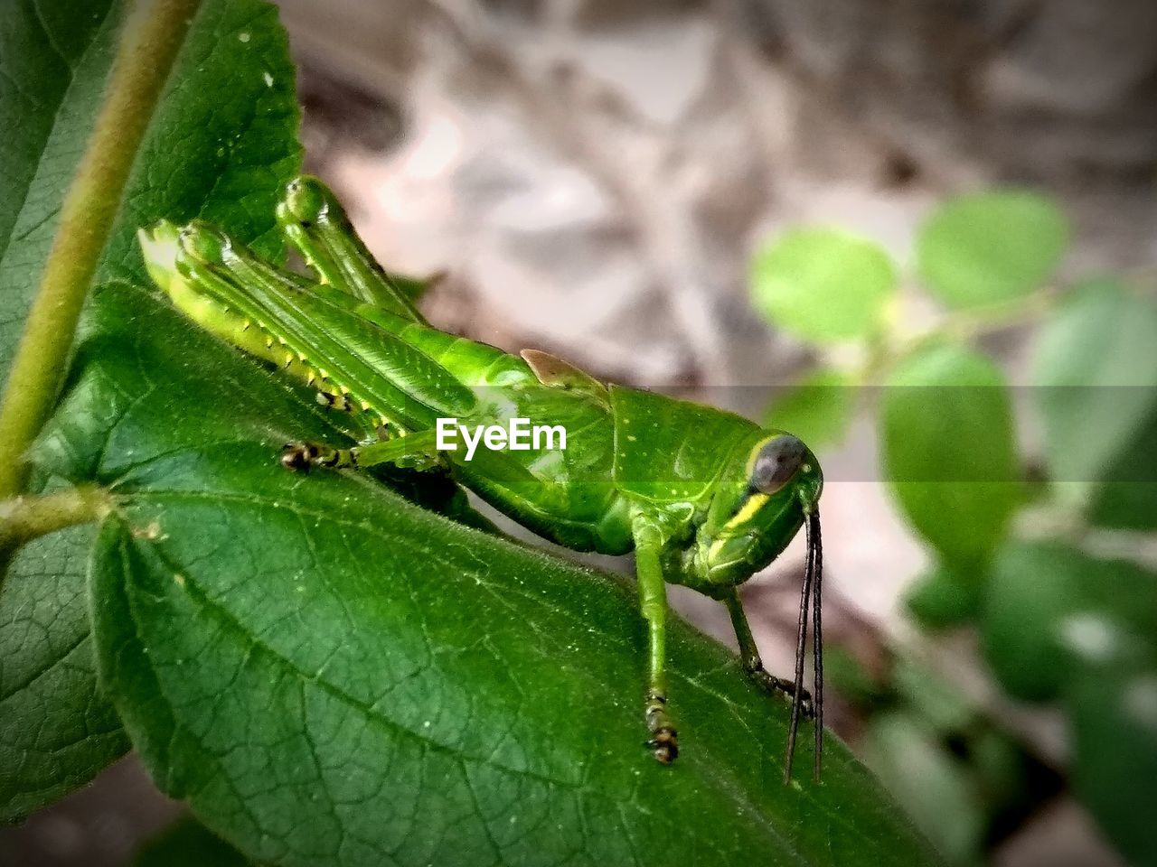 CLOSE-UP OF INSECT ON GREEN LEAVES