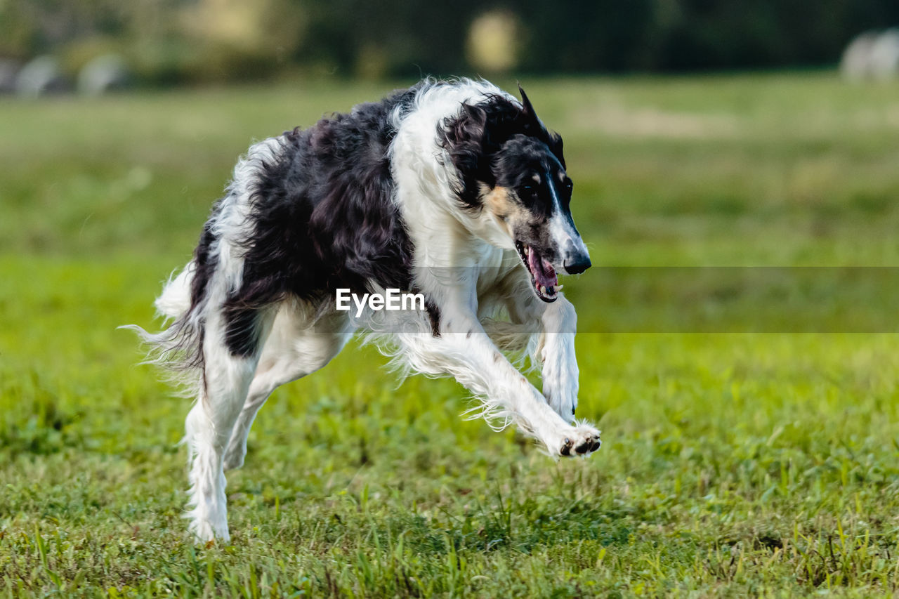 Russian hunting sighthound running in the field on lure coursing competition