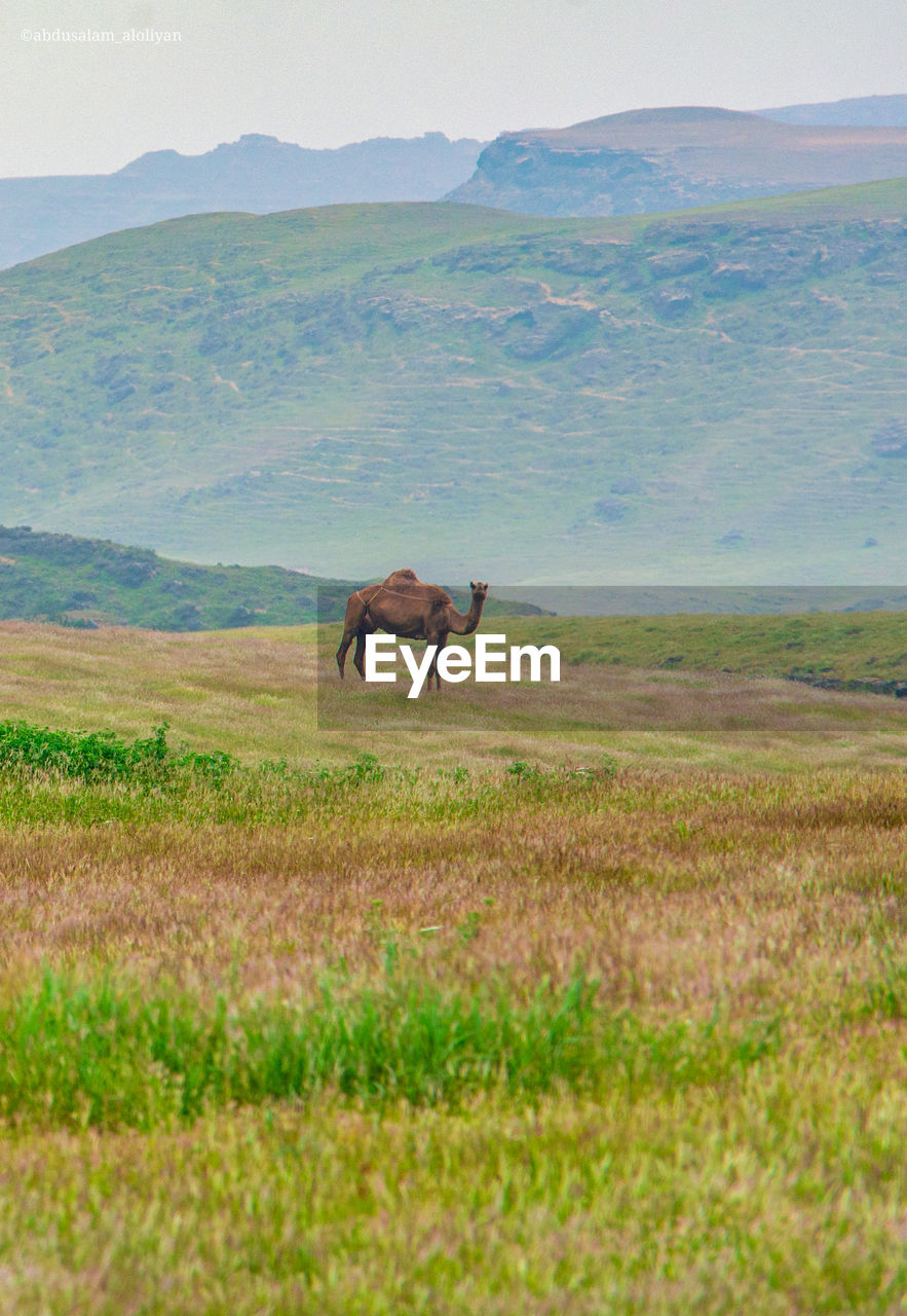 HORSE STANDING ON FIELD