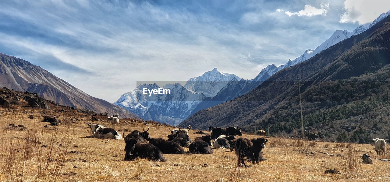 Panoramic view of yaks on field against sky in langtang region himalaya 