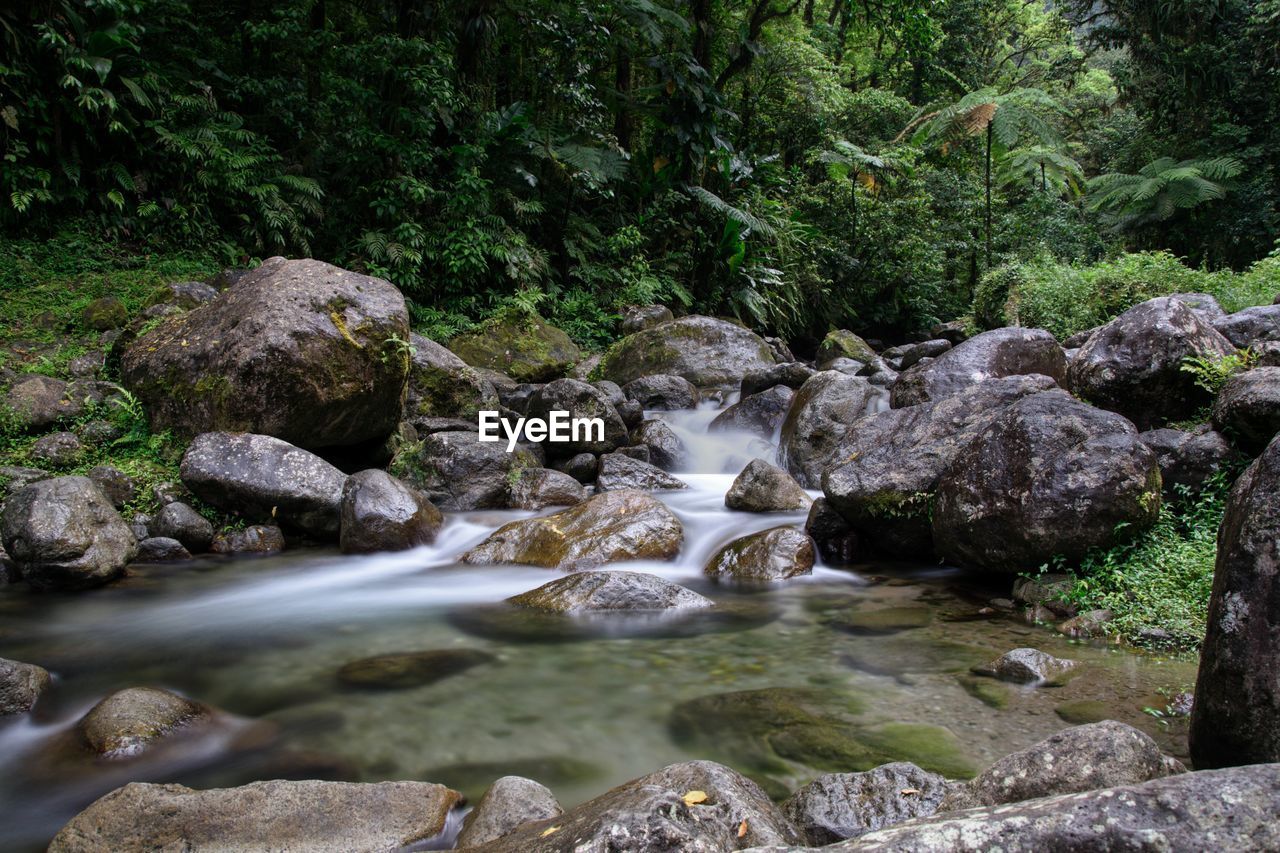 Stream flowing through rocks in forest