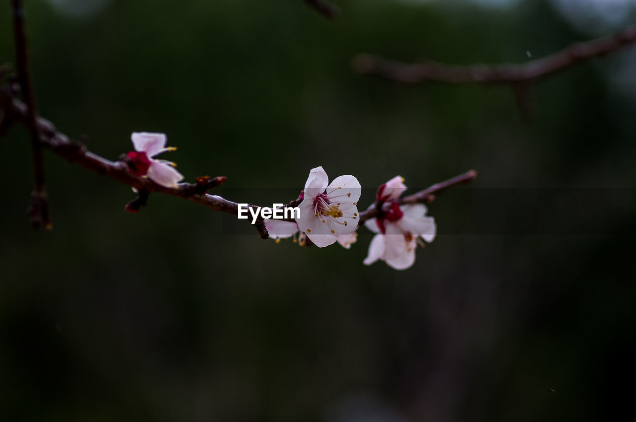 CLOSE-UP OF CHERRY BLOSSOM ON TWIG