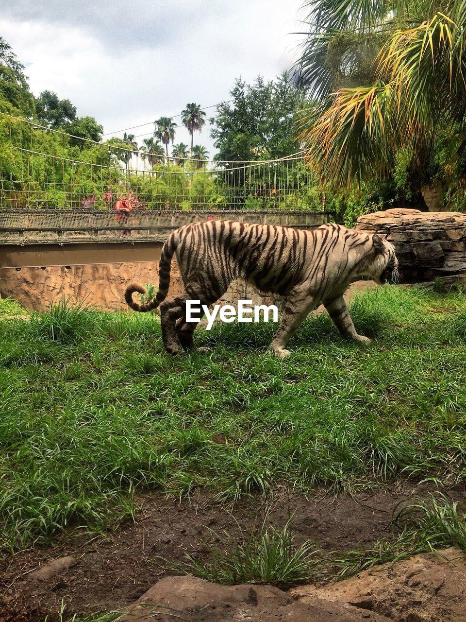 Tiger walking on grass at zoo