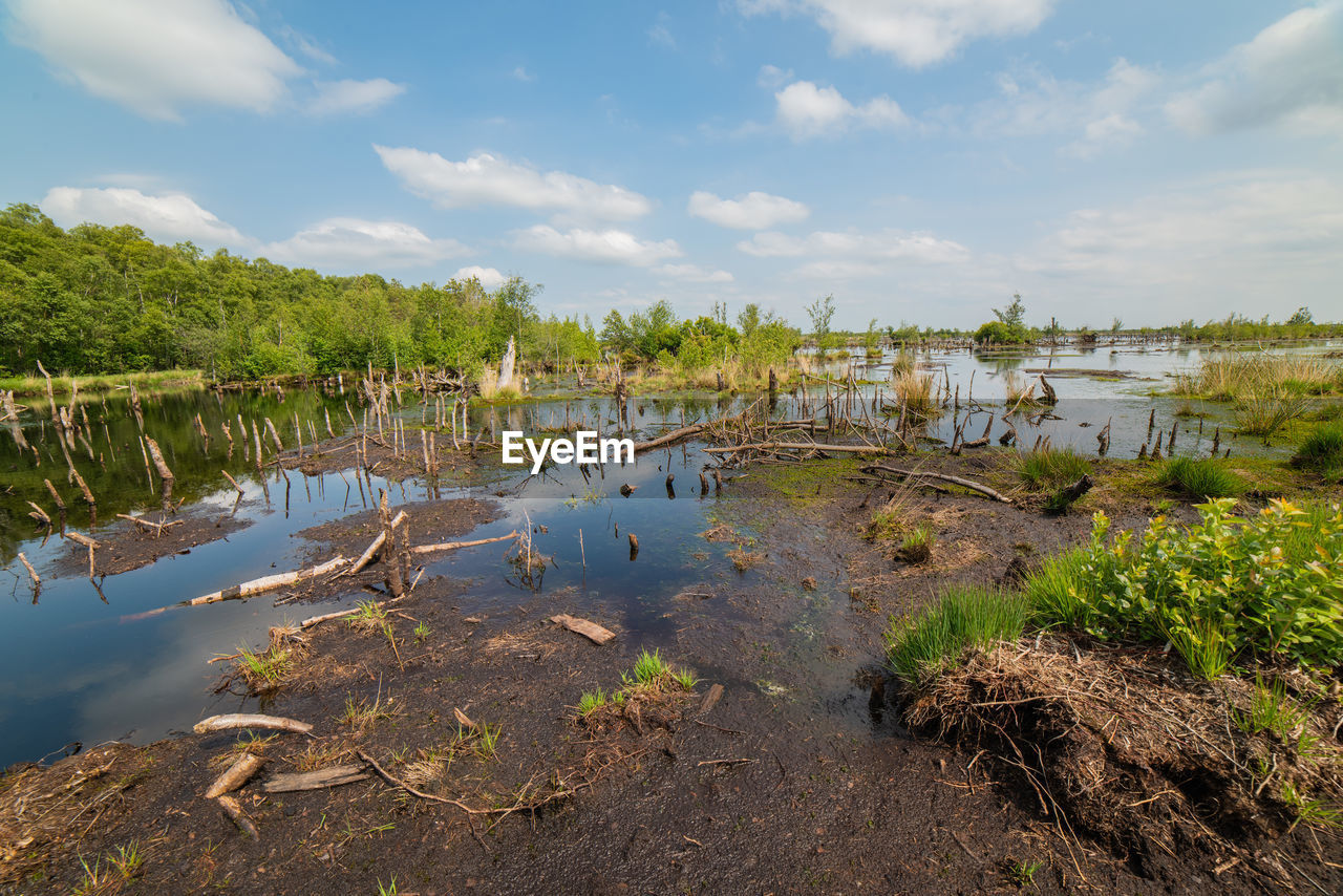 PLANTS IN LAKE AGAINST SKY