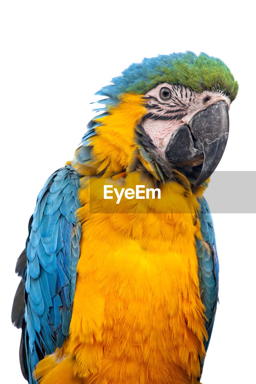Close-up of macaw against white background