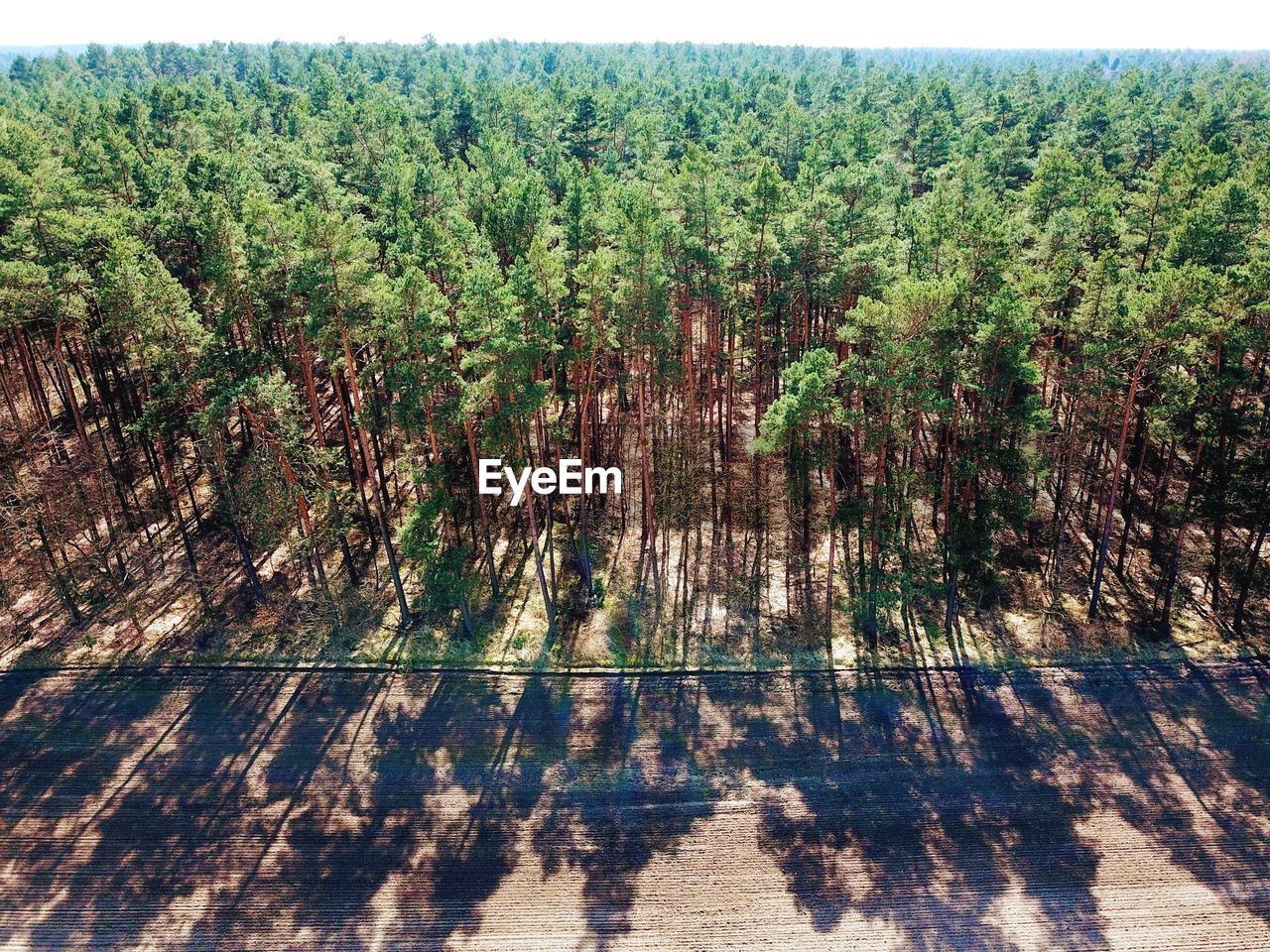 High angle drone perspective of german forest front