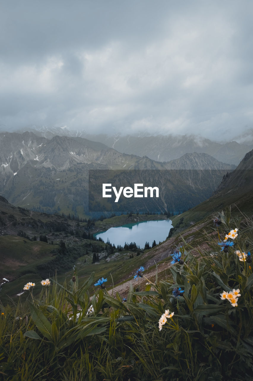 Flowering plants in alpine landscape with a blue lake against mountain range and cloudy sky