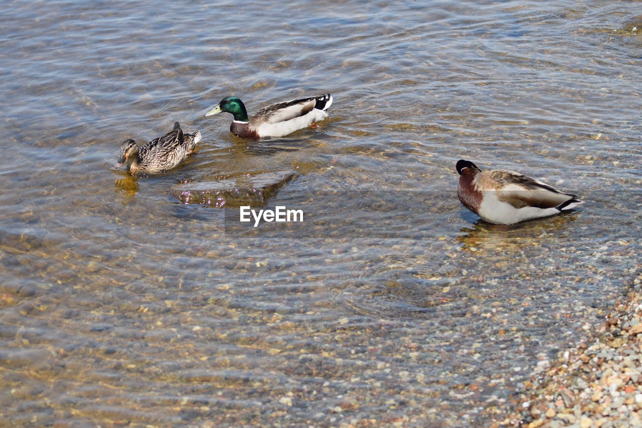 MALLARD DUCKS IN WATER