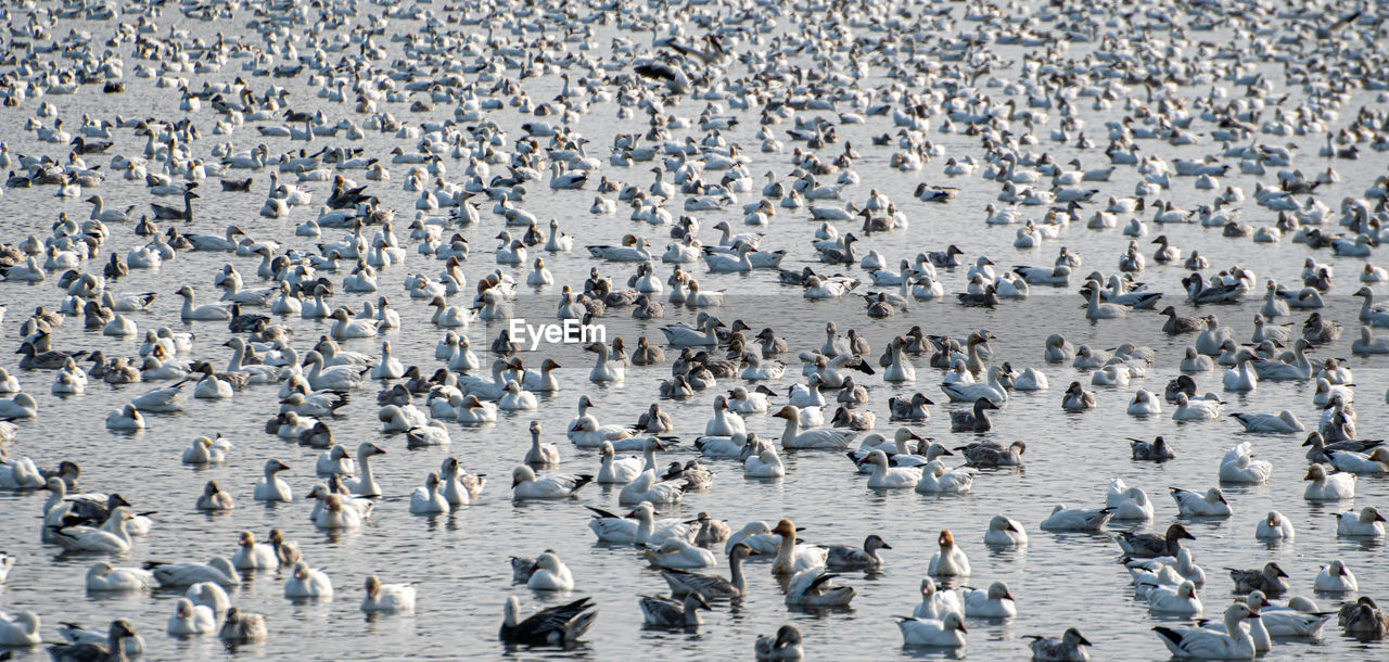 Flock of geese on  lake