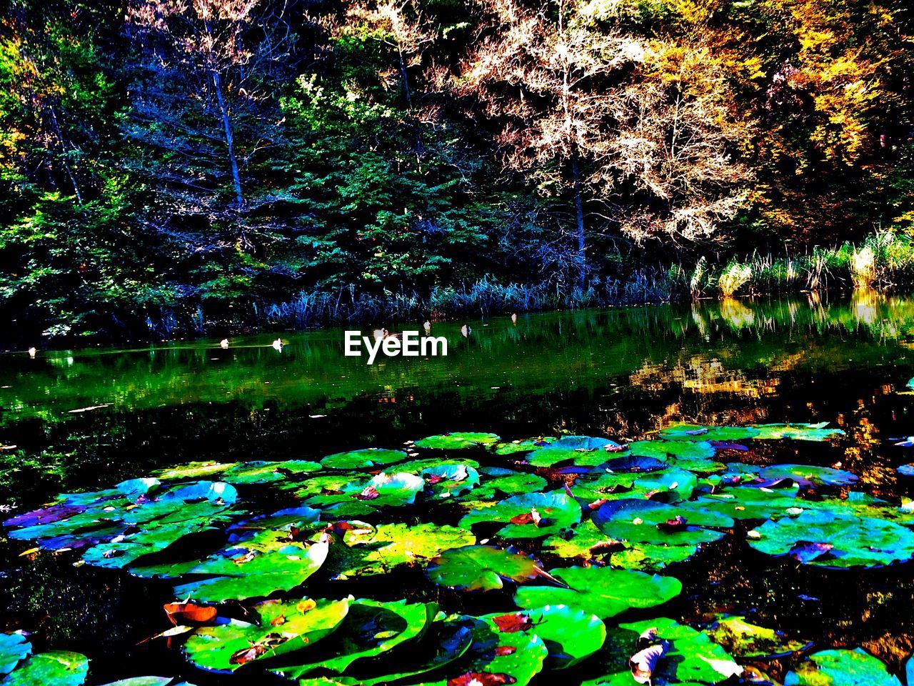 WATER LILIES IN POND