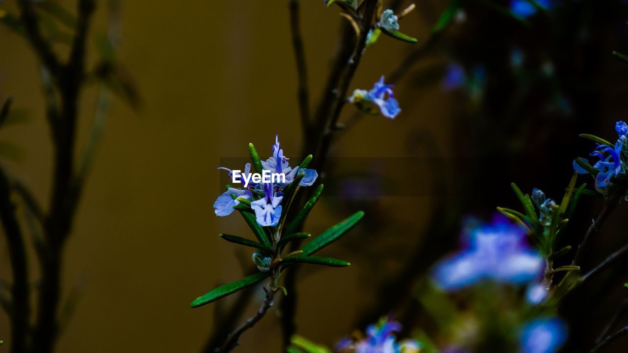Close-up of purple flowering plant