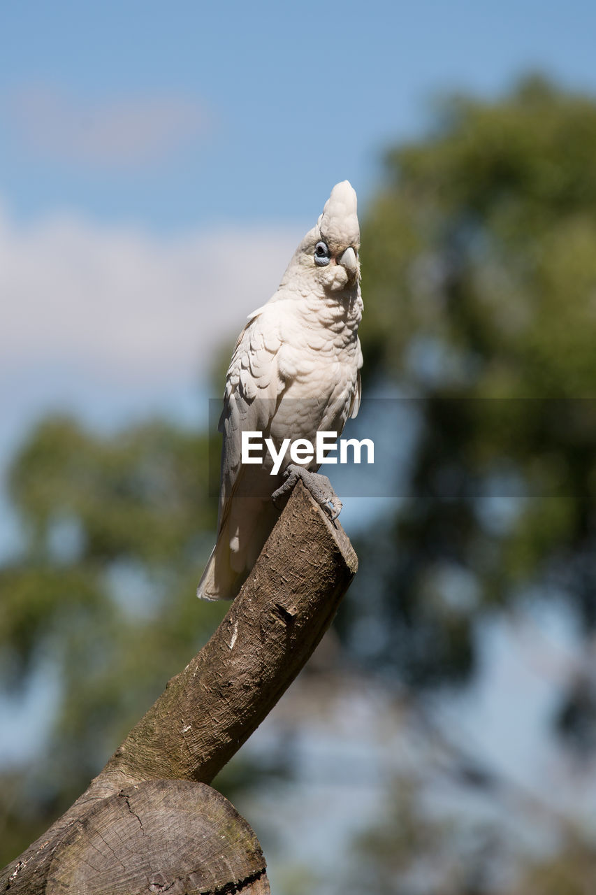 Close-up of bird perching on tree against sky