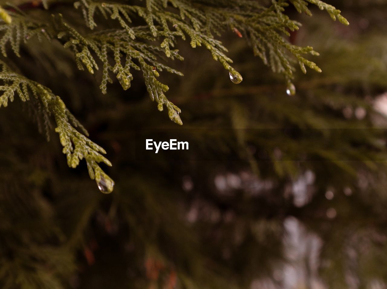 Close-up of ceder tree leaves during winter