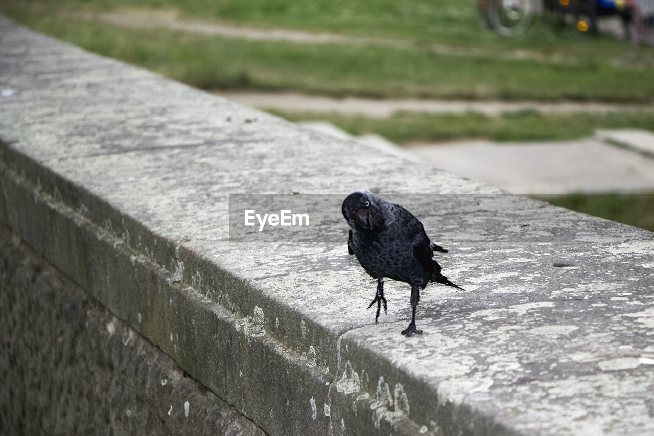 BIRD PERCHING ON A FOOTPATH