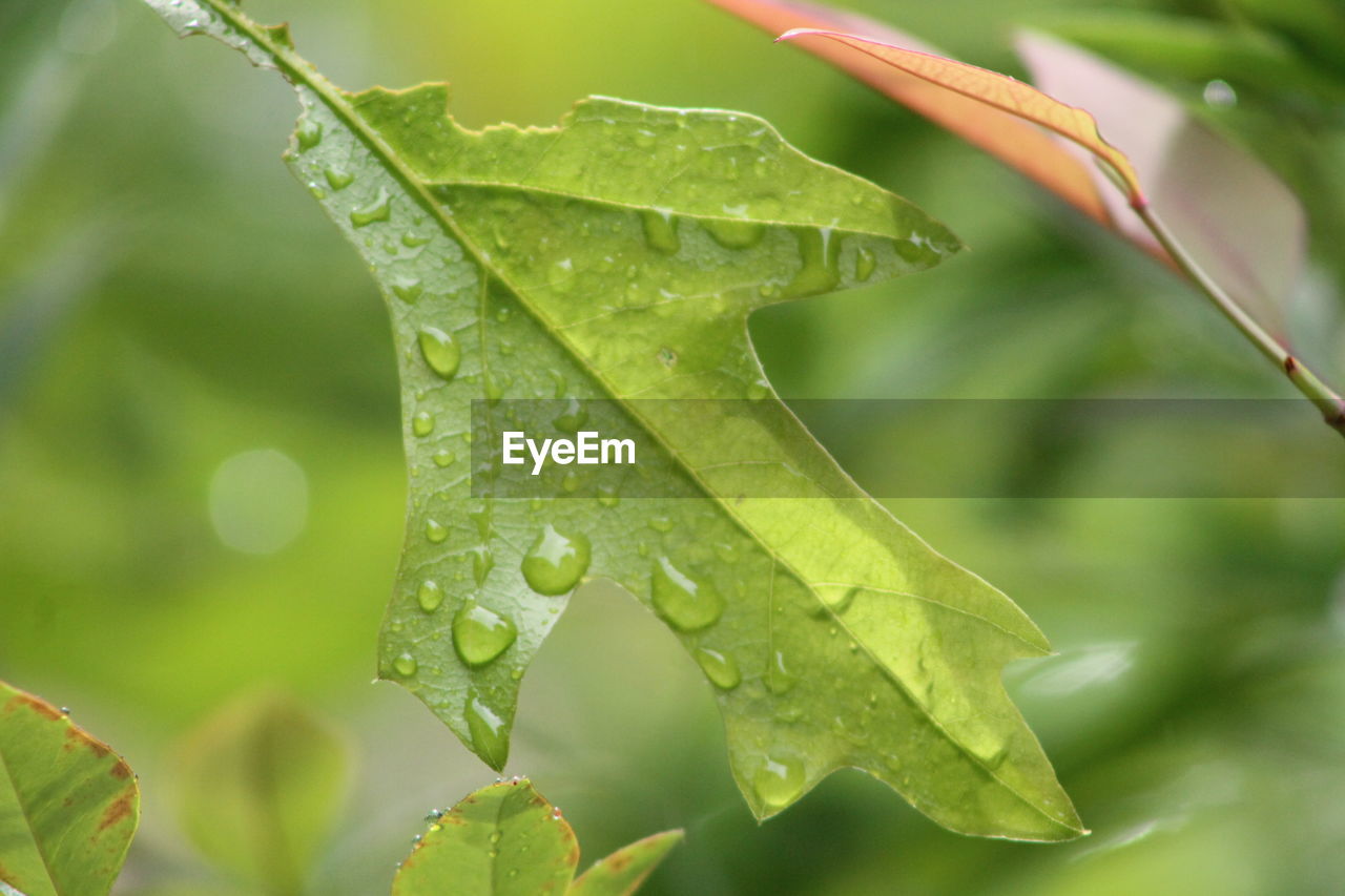 Close-up of wet plant leaves