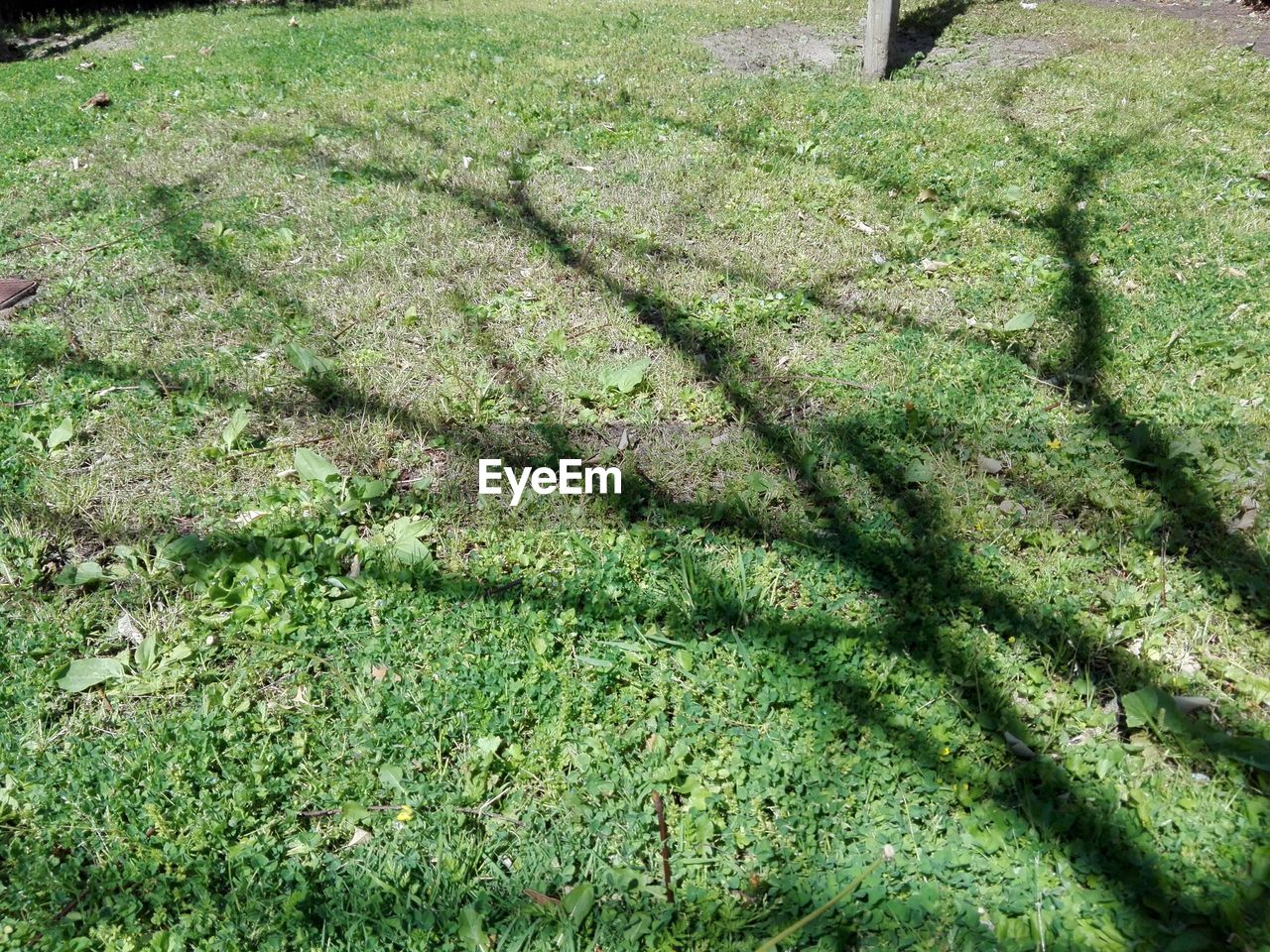 HIGH ANGLE VIEW OF MOSS ON LAND