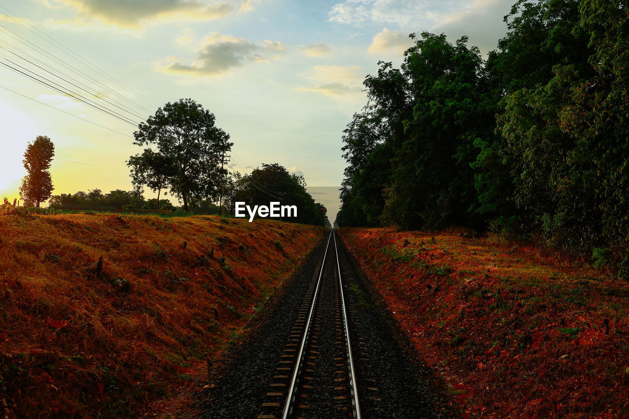 Railroad tracks amidst trees against sky