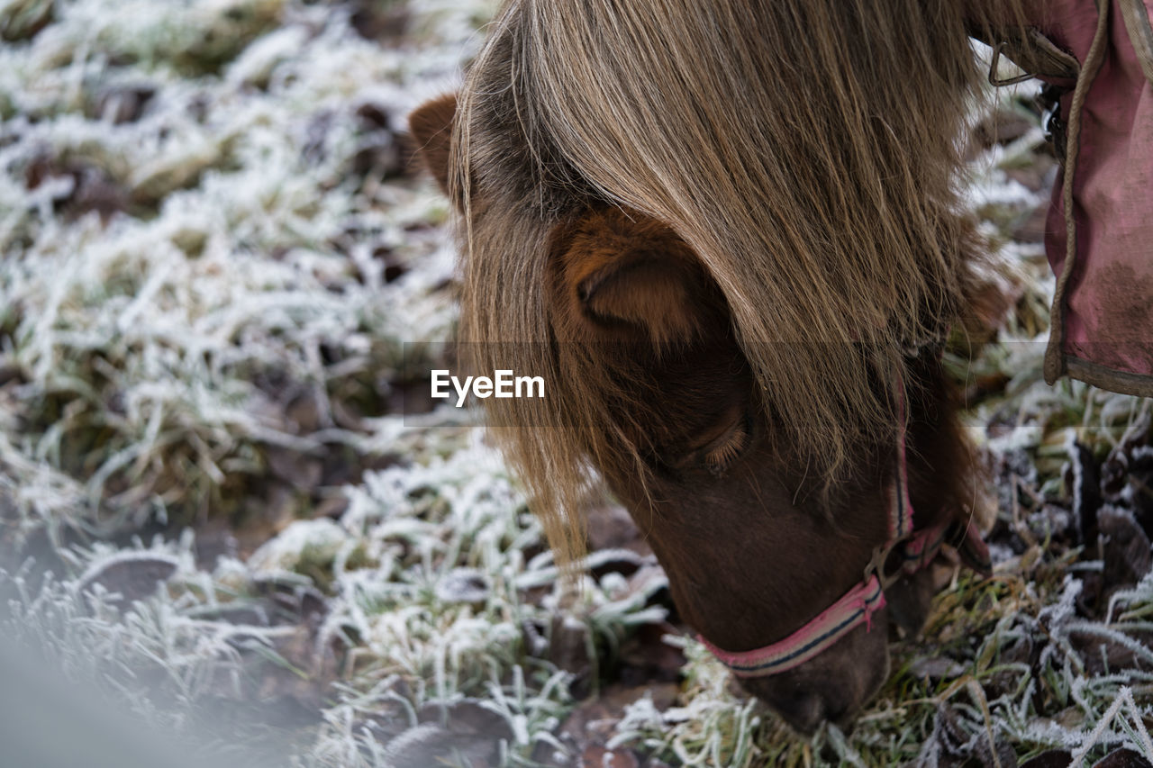 Close-up of a horse in a field