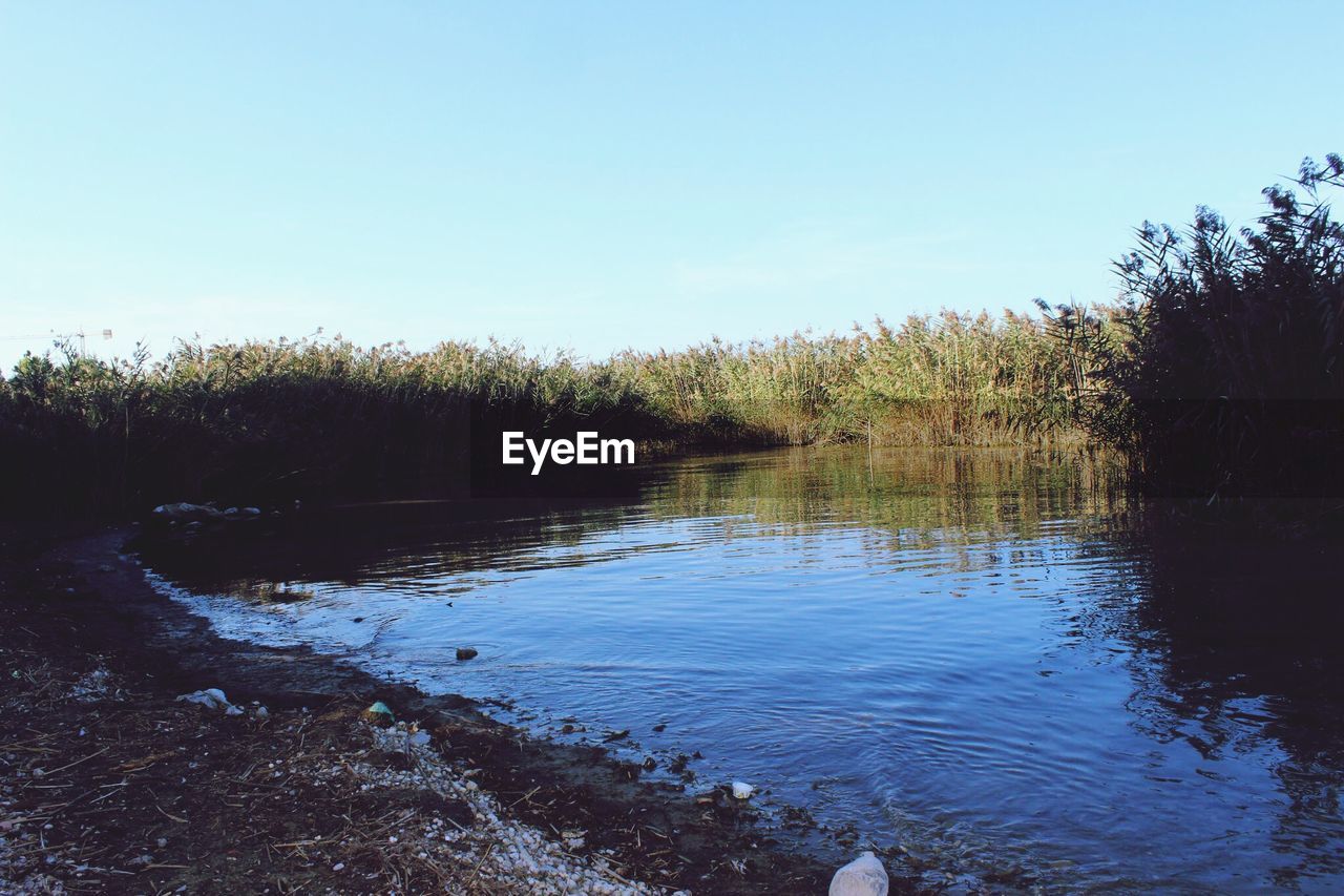 SCENIC VIEW OF LAKE BY TREES AGAINST CLEAR SKY