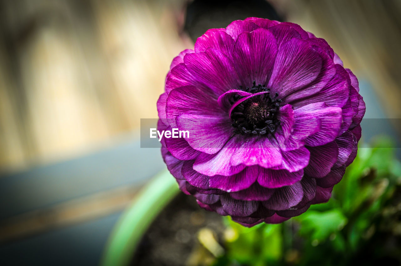 Close-up of purple flower