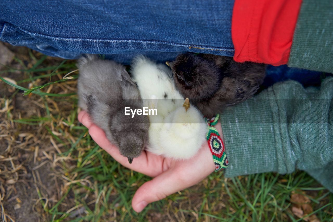 High angle view of hand holding baby chicken outdoors