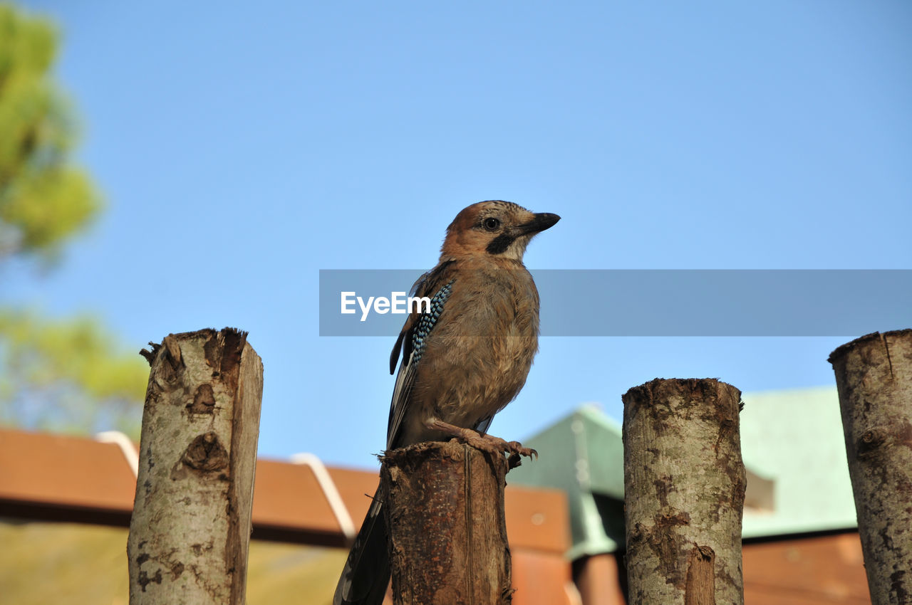 Low angle view of bird perching on wooden post