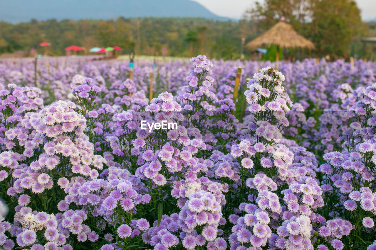 flower, flowering plant, plant, beauty in nature, freshness, purple, nature, growth, landscape, land, field, fragility, environment, no people, agriculture, blossom, springtime, outdoors, close-up, botany, flowerbed, rural scene, day, flower head, inflorescence, focus on foreground, pink, scenics - nature, abundance, summer, food and drink, garden, wildflower, lilac, tranquility