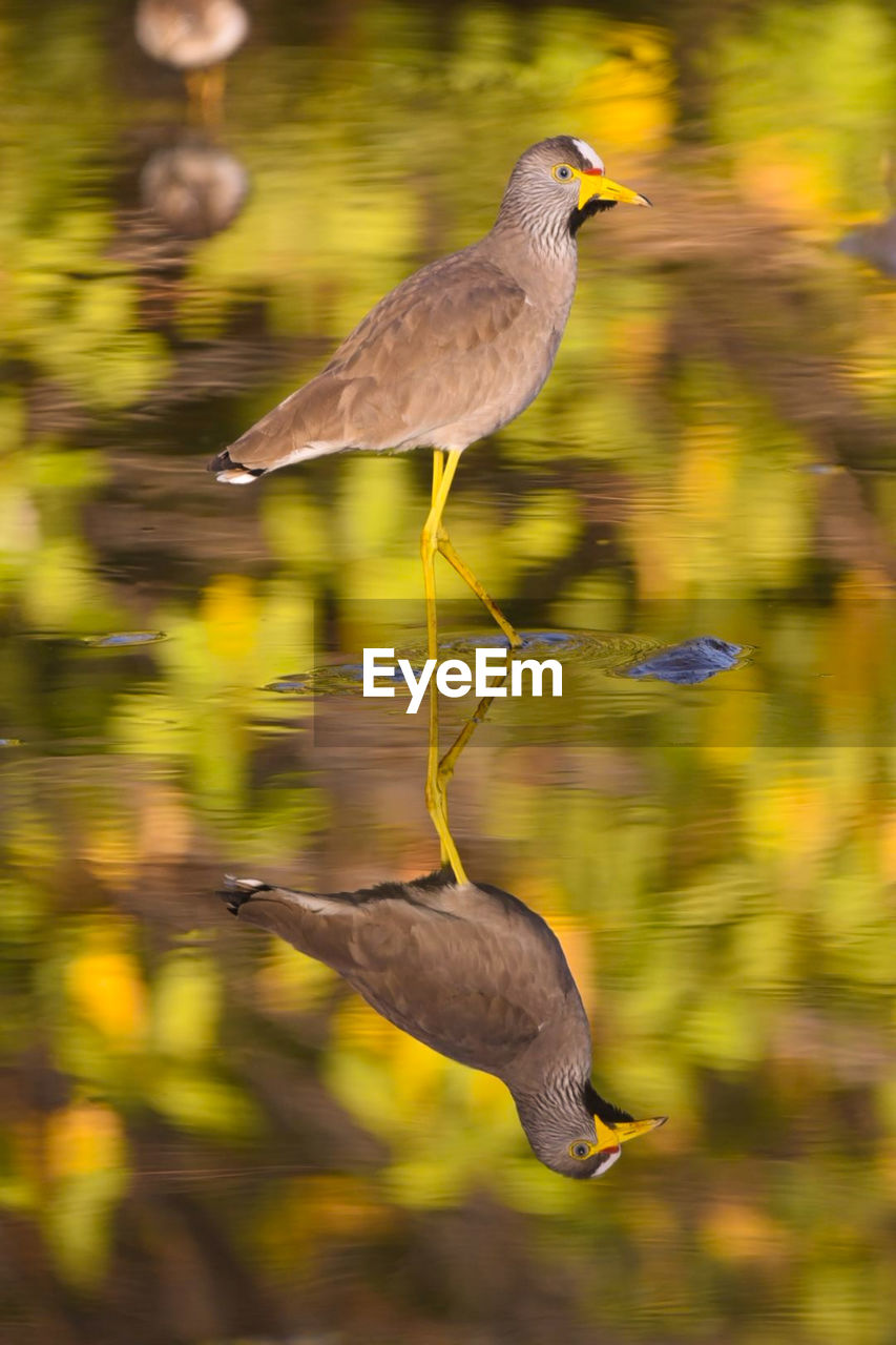 Reflection of an african wattle lapwing