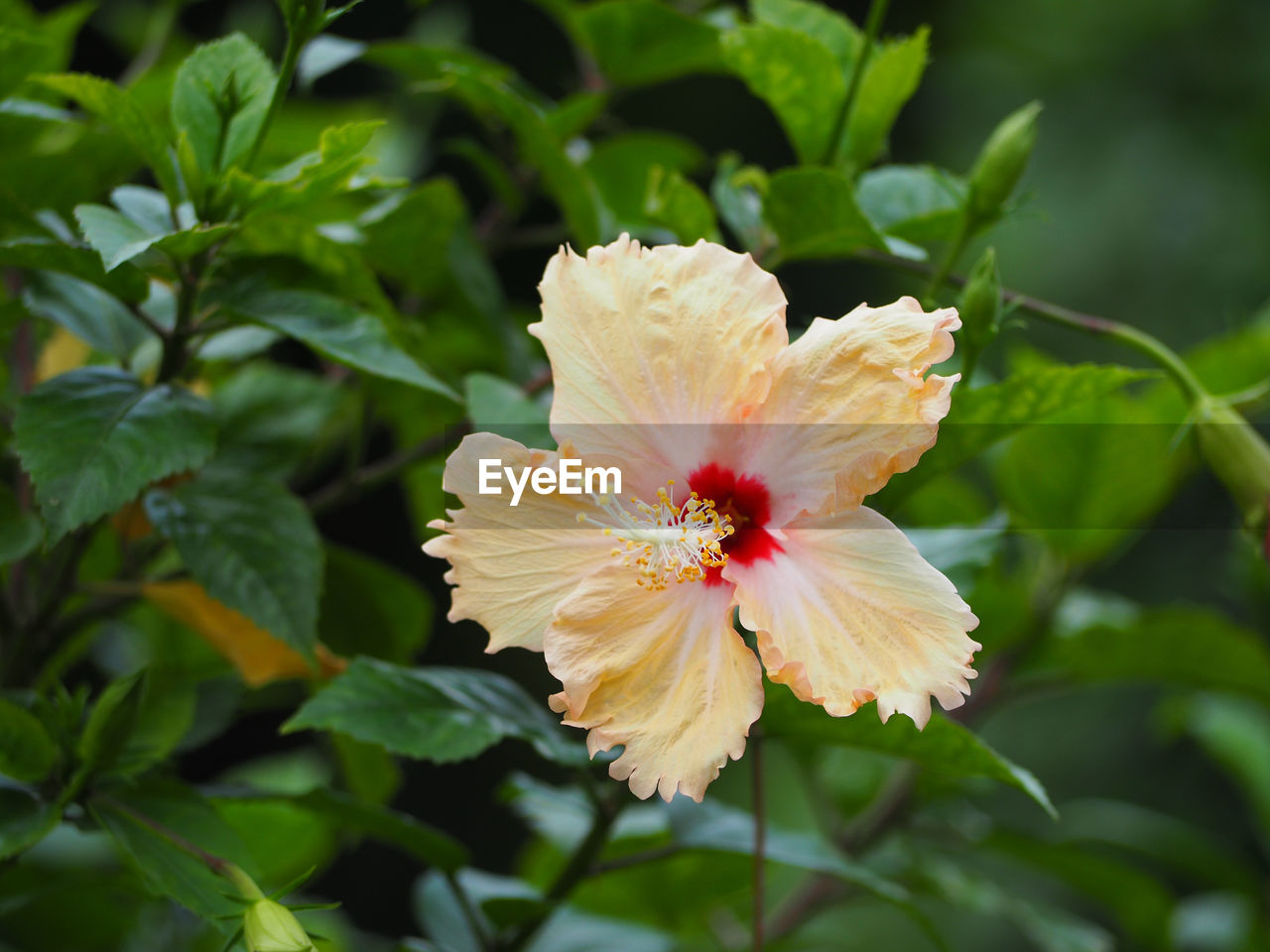 CLOSE-UP OF YELLOW HIBISCUS BLOOMING OUTDOORS