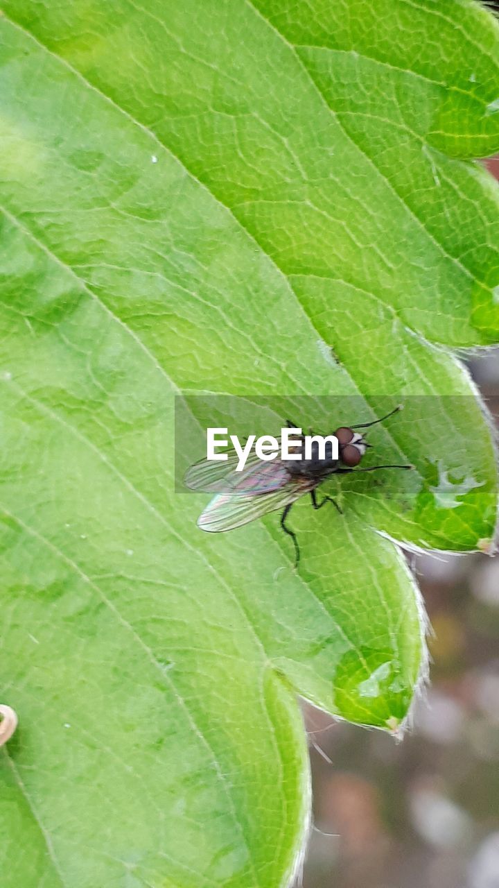 CLOSE-UP OF GREEN INSECT ON LEAF