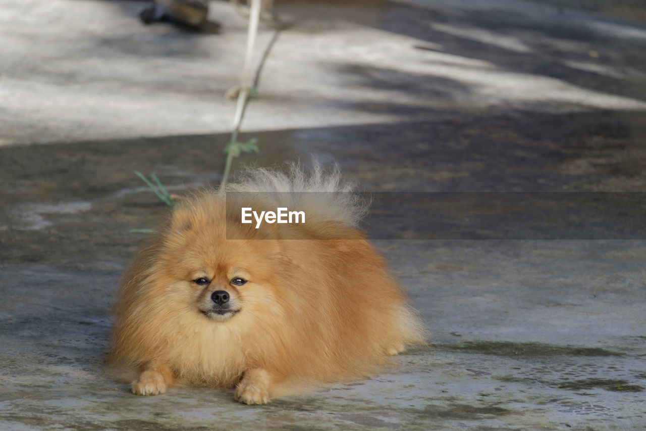 Pomeranian dog breed brown lying on the floor