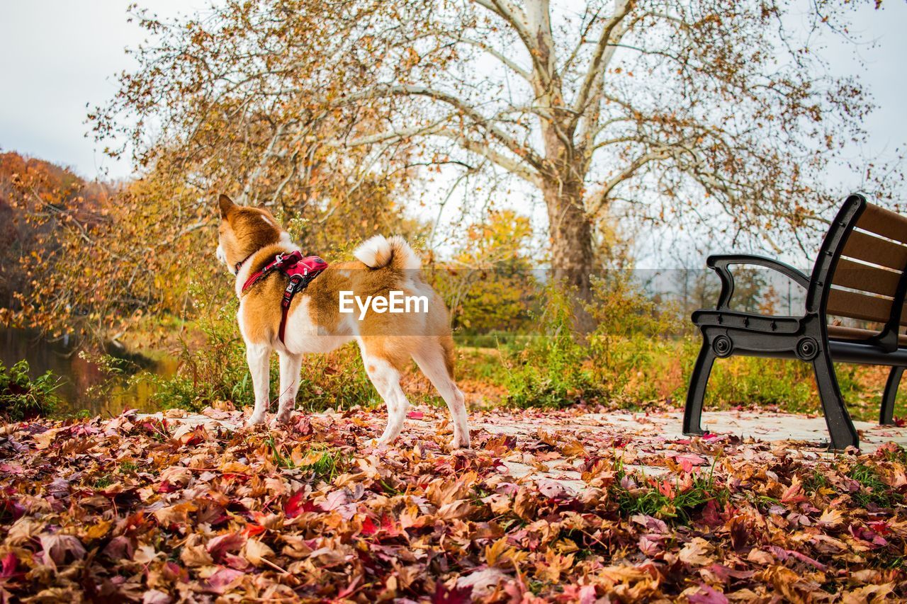 Dog running on field